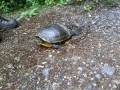 2013-07-18 17_02 099